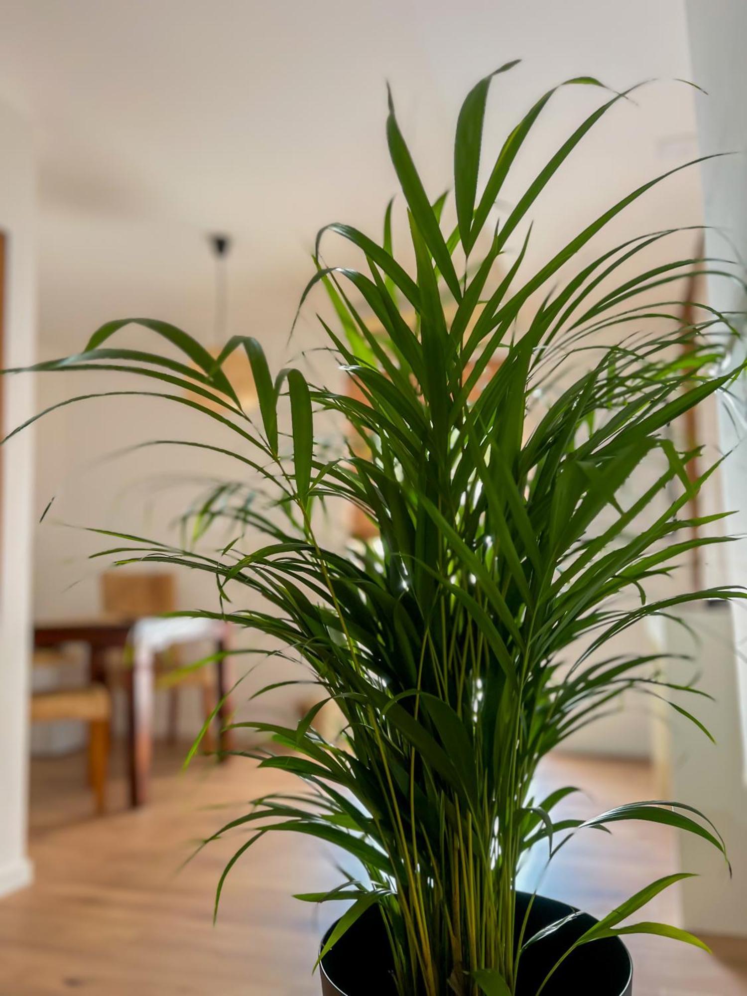 Apartments Villa Klaudia - Adults Only Crikvenica Dış mekan fotoğraf